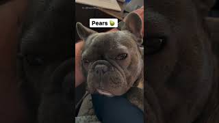 Did someone say *******? Funny french bulldog video