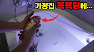 아내몰래 욕조에 비단잉어 넣기. 욕조연못를 만들어보자 EP1(bath tube aquarium)