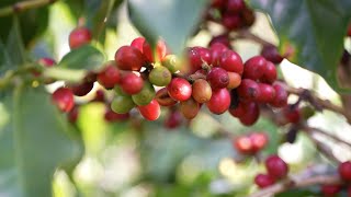 Coffee beans from SW China's Yunnan gain popularity in supply chains