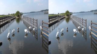 Swan in Ushiku-numa lake