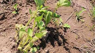 やっと春が来た！ ㉒そら豆！ Broad beans.