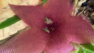 Carrion plant fools female blowfly into laying her eggs on its flower.