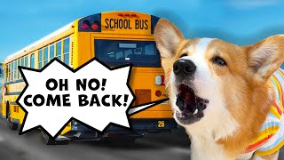 Cute Corgi Misses the School Bus!