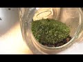 植屋 苔盆栽製作 how to create a moss terrarium