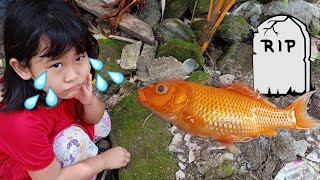 Sedih Ikan Koi Mati Padahal Qisya Mau Kasih Makan Ikan di Aquarium