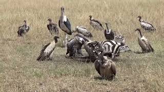 Vultures feeding on Zebra #zebra #4k #stripes