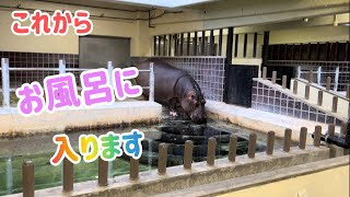 室内でお風呂に入るカバのユイ　上野動物園【Hippopotamus】Tokyo Ueno Zoo Japanパンダちゃんねる#上野動物園 #uenozoo #パンダちゃんねる