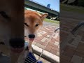 暑い日は♪あらし 柴犬 shorts 柴犬散歩 柴犬のいる暮らし 柴犬の日常 dog