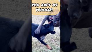 Altercation between Cane Corso and Rottweiler explained 🚨📰🧐 #shorts