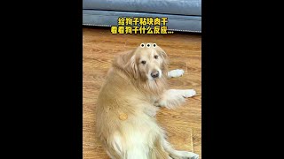 辛巴🐶：养人就是拿来玩的！ #萌宠出道计划   #万物可爱计划  #宅家治愈记 #pets #金毛 #萌宠