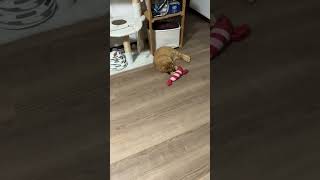 【＃shorts】タイガ君のまったりひとり遊び(つ´∀｀)つ　～Taiga playing alone～　#猫動画 #茶トラ #茶トラ猫 #cat