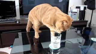 変わった水の飲み方をする猫