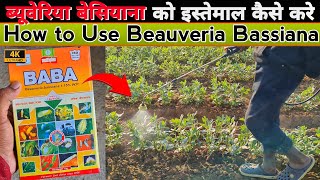 How to Use Beauveria Bassiana | Dose for Foliar \u0026 Soil Application | Beauveria को इस्तेमाल कैसे करे