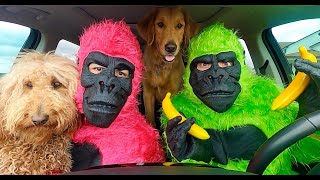 Funny Gorillas Surprise Puppies with Dancing Car Ride!