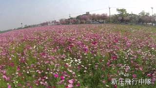 《空拍》花海與馬光國中。