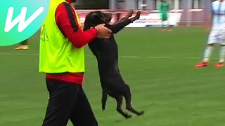 MOMENT: Dog nutmegs two players and gets escorted off pitch in Bosnian Premier League match | 21/22