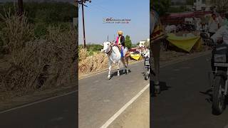 🚩🙏ಜೈ ಬಸವಣ್ಣ🔥🚩#kannada #bull #bailgada #trending #viralvideo #janapada #song #subscribe #farming