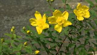 Hypericum androsaemum