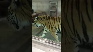 巨大すぎの虎 大阪天王寺動物園日本旅行