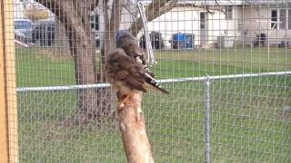 Zebra FInch preening feathers outdoors