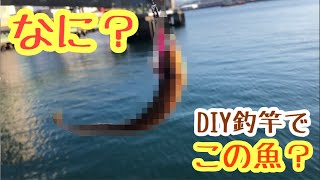 【DIY釣竿】壁際にエビを落としたら、ナニこの魚？Japan fishing