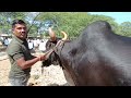 malakheda oxen good working farming bull s for sale deoni bull s market 4 feb 2025