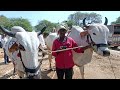 malakheda oxen good working farming bull s for sale deoni bull s market 4 feb 2025