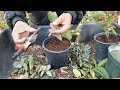 Aprenda a reproducir. arbolitos de guayavo por esquejes, con Chuyin.