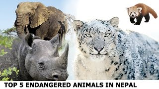 Top 5 Endangered Animals in Nepal - Top Of Nepal