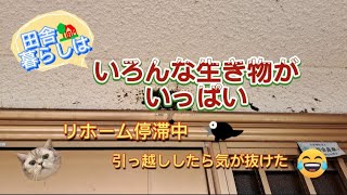 第62話🏠しばらくリホームはお休み😅４月から住んでみると・・・#中古物件 #田舎暮らし