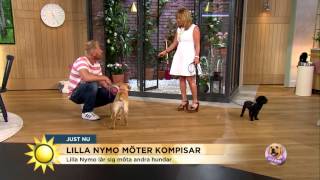 Lilla Nymo möter kompisar - Nyhetsmorgon (TV4)