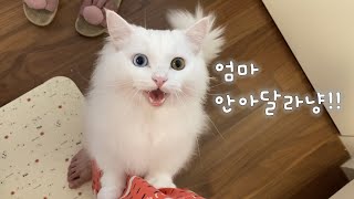 [집사와 사랑에 빠진 고양이의 하루] #개냥이 #집사바라기고양이 #고양이애정표현 #먼치킨고양이 #미요 #잉차네