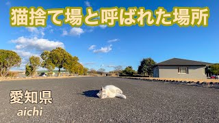 猫捨て場と呼ばれた捨て猫が密集していた三河臨海緑地へ行く旅する猫《旅行vlog》