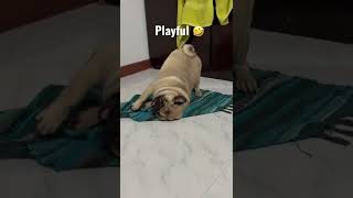 Playful #pug #puppies #puppy #puppylove #dog #doglover ##dogs