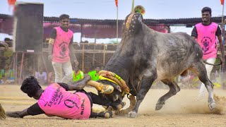 நத்தகாளியம்மன் குழு சிறப்பான ஆட்டம் | மல்லாகோட்டை KRV காளை | சருகணி வடமாடு மஞ்சுவிரட்டு