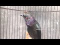 asian glossy starling aplonis panayensis singing birdsounds calls u0026 chirping