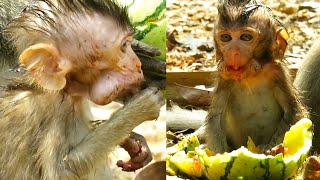 長時間お腹を空かせた赤ちゃん猿が食べ物をむさぼり食う