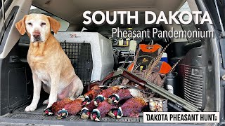 South Dakota Pheasant Hunting Pandemonium