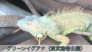 息子制作生き物動画「東武動物公園のグリーンイグアナ」