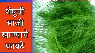 शेपूची भाजी | शेपूची भाजी खाण्याचे आरोग्यदायी फायदे | ShepuChi Bhaji Khanyache Fayde