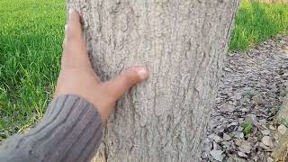 Italian poplar vs Delta poplar growth fastest growing trees in Pakistan 03120151856