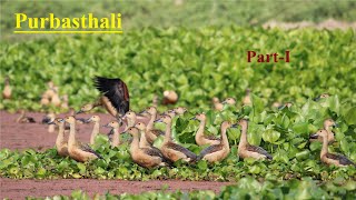 Purbasthali Chupir Char: The Hidden Bird Paradise near Nabadwip: Part-I