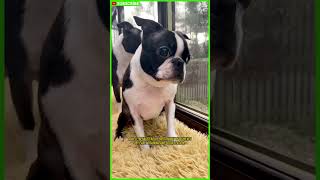 Amazing Boston Terrier Facts You Never Knew! #shorts