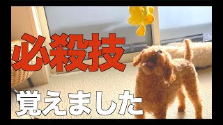 【保護犬】おもちゃ遊びが上手になりました【トイプードルのクラン】