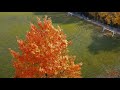 cinematic dji mavic mini the autumn colours in 4k