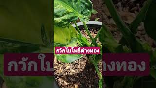 ต้นนางกวัก กวักใบโพธิ์ ด่างทอง ไม้ด่าง ไม้มงคลปลูกในบ้าน Alocasia Cucullata @SkyPlants