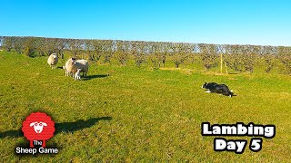 WE HAVE A LAMB THIEF!  |  Vlog 5 - Lambing 2021