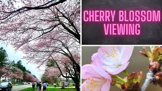 One of Japan's Top 100 Cherry Blossom Viewing Spots : Shizunai Nijukken Road + More Sakura