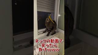 ネッコの動画で笑ったら寝ろｗｗｗ　#2ch #2ch動物スレ #2ch面白いスレ #動物 #犬 #猫 #癒やし #ねこ #2chほのぼの #ネコ