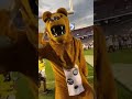 Penn State Nittany Lion has the moves😎 #shorts